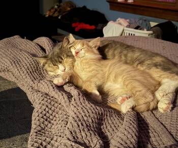 Rescue Domestic Short Hair Cats for Adoption in Greenville, Delaware - Bonded Mom And Son Duo: Samantha And Leo | PetCurious