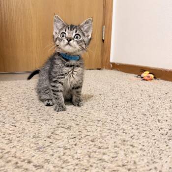 Ziggy C11253 -  Domestic Short Hair Cat for Adoption - Ziggy C11253 | PetCurious