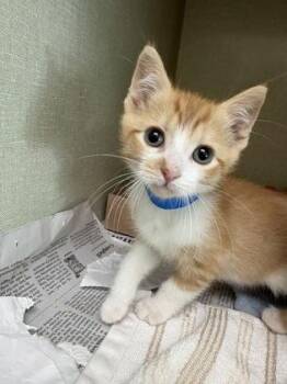 Phoenix -  Domestic Short Hair Cat for Adoption in Westland, Michigan - Phoenix | PetCurious