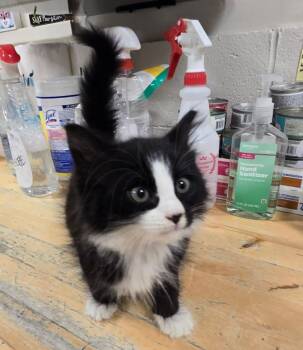 Tuxedo Cats Available for Adoption in New Rochelle, New York - Honeydew | PetCurious