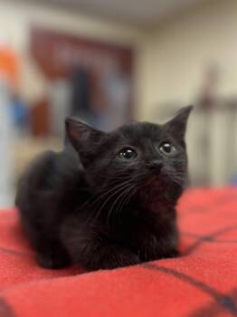 ONYX -  Domestic Short Hair Cat for Adoption in Aliquippa, Pennsylvania - ONYX | PetCurious