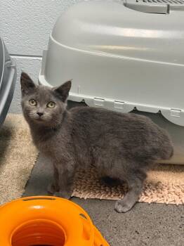 Dover (Miller) -  Domestic Short Hair Cat for Adoption in Johnson City, Tennessee - Dover (Miller) | PetCurious