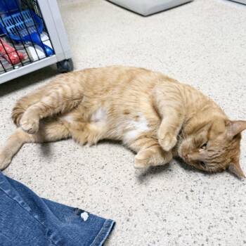 Shoe Lace -  Domestic Short Hair Cat for Adoption in Oshkosh, Wisconsin - Shoe Lace | PetCurious