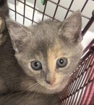 Domestic Short Hair Cats Available for Adoption in North Charleston, South Carolina - 06635B Lexi | PetCurious