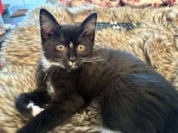Goji Bleeker, adopt with Yuzu -  Domestic Short Hair Cat for Adoption in Hudson, Massachusetts - Goji Bleeker, Adopt With Yuzu | PetCurious