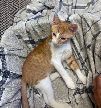 King Friday -  Tabby Cat for Adoption in Trophy Club, Texas - King Friday | PetCurious