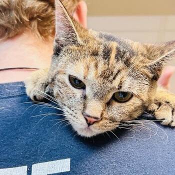 Domestic Short Hair Cats Available for Adoption in Baltimore, Maryland - Marlene | PetCurious