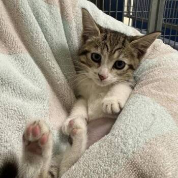 Luau -  Domestic Short Hair Cat for Adoption in Richmond, Virginia - Luau | PetCurious