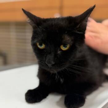 Vanellope -  Domestic Short Hair Cat for Adoption in Idaho Falls, Idaho - Vanellope | PetCurious