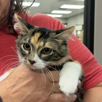 Precious -  Domestic Short Hair Cat for Adoption in Midland, Texas - Precious | PetCurious