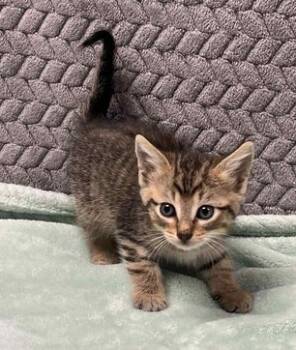 Rescue Domestic Short Hair Cats for Adoption in Lampasas, Texas - Lazybones | PetCurious