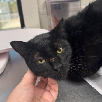 Naughty Wilbur -  Domestic Short Hair Cat for Adoption in Columbiana, Alabama - Naughty Wilbur | PetCurious