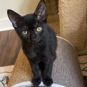 Domestic Short Hair Cats Available for Adoption in Richmond, Virginia - Squeak | PetCurious
