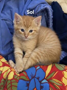 Sol -  Domestic Short Hair Cat for Adoption in Chicopee, Massachusetts - Sol | PetCurious
