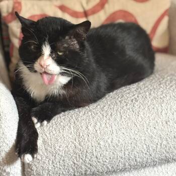 Rescue Domestic Short Hair Cats for Adoption - Boomer | PetCurious