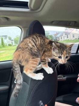 Pie        CG-1 -  Domestic Short Hair Cat for Adoption in Metamora, Illinois - Pie        CG-1 | PetCurious