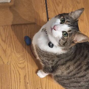 Domestic Short Hair Cats Available for Adoption in Ferndale, Washington - Kiko | PetCurious