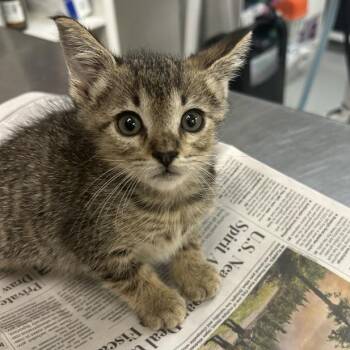 Domestic Short Hair Cats Available for Adoption in Houston, Texas - Flash | PetCurious