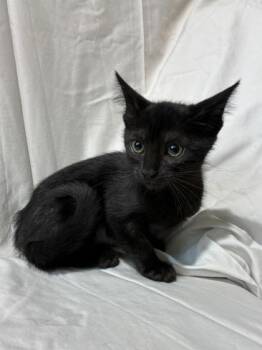 Scorpio -  Domestic Medium Hair and Domestic Short Hair Cat for Adoption in New Orleans, Louisiana - Scorpio | PetCurious