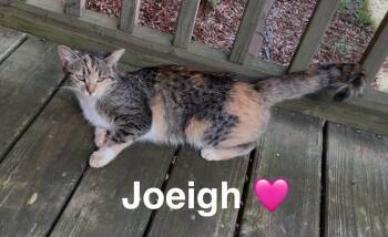 Rescue Calico and Tabby Cats for Adoption in Beckley, West Virginia - Joeigh | PetCurious