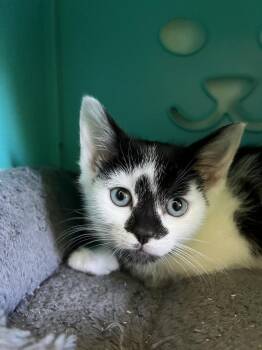 Calibri -  Domestic Short Hair Cat Available for Adoption in Emerald Isle, North Carolina - Calibri | PetCurious