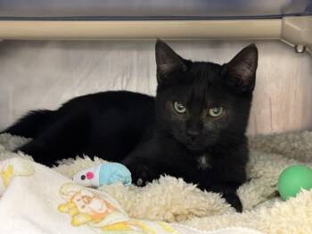 POE -  Domestic Short Hair Cat for Adoption in Palo Alto, California - POE | PetCurious