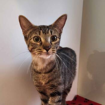 Rescue Domestic Short Hair Cats for Adoption in Beaumont, Texas - Maple | PetCurious