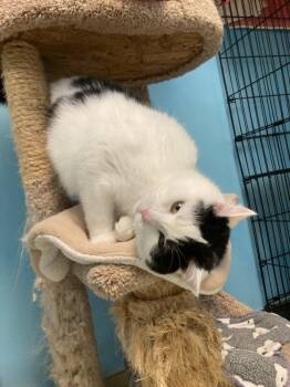 Domestic Short Hair Cats Available for Adoption in Cincinnati, Ohio - Piper | PetCurious