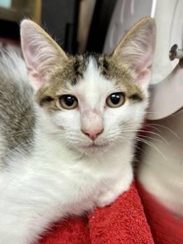 Slipstream -  Domestic Short Hair Cat for Adoption in Wichita, Kansas - Slipstream | PetCurious