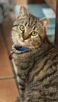 Domestic Short Hair Cats Available for Adoption - Gallina | PetCurious