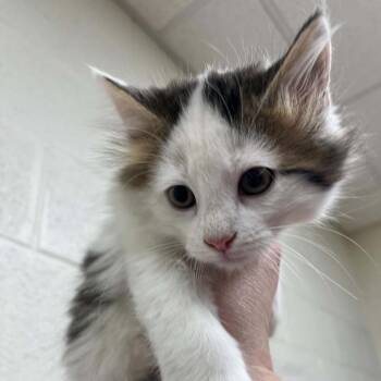 Herron -  Domestic Medium Hair Cat for Adoption in Lyndhurst, Virginia - Herron | PetCurious