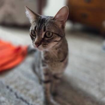 Rhonda -  Domestic Short Hair Cat for Adoption in Kanab, Utah - Rhonda | PetCurious
