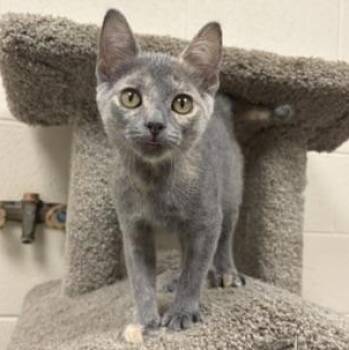 Mochi -  Domestic Short Hair Cat for Adoption in Valparaiso, Indiana - Mochi | PetCurious
