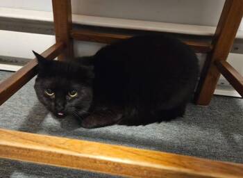 Ti-Brin -  Domestic Short Hair Cat for Adoption in Sainte-martine, Quebec - Ti-Brin | PetCurious