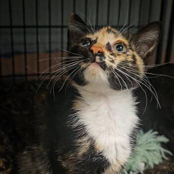 Ginger -  Domestic Short Hair Cat for Adoption in Columbus, North Carolina - Ginger | PetCurious
