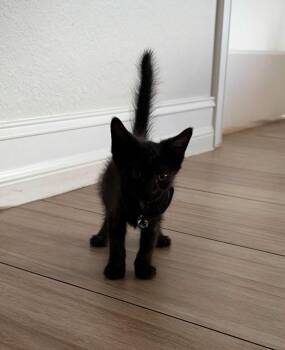 Fern -  Domestic Short Hair Cat for Adoption in Cape Coral, Florida - Fern | PetCurious