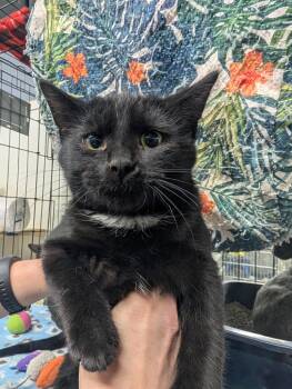 Rescue Domestic Short Hair Cats for Adoption in Virginia, Minnesota - Luke | PetCurious
