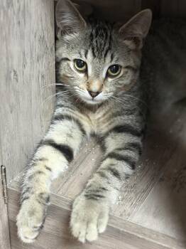 Alice Cooper -  Domestic Short Hair Cat for Adoption - Alice Cooper | PetCurious