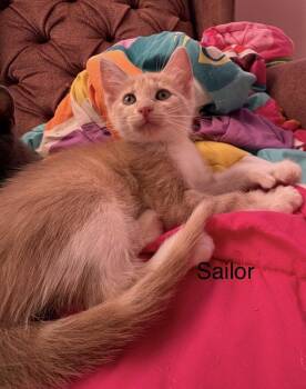 Sailor -  Domestic Short Hair Cat for Adoption in St. Peters, Missouri - Sailor | PetCurious