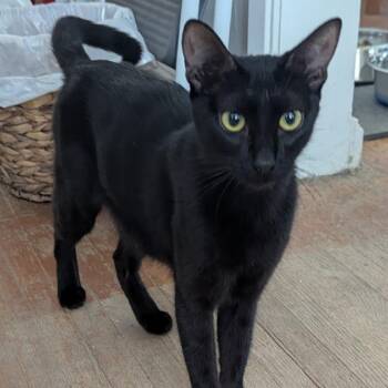 Emily -  Domestic Short Hair Cat for Adoption in Long Beach, California - Emily | PetCurious