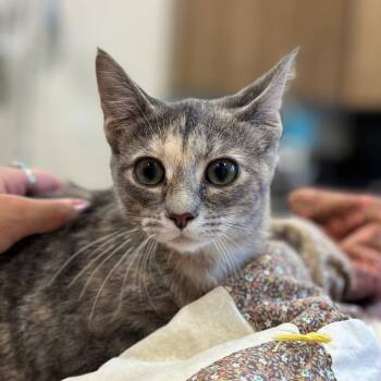 Winifred Sanderson -  Domestic Short Hair Cat for Adoption in Nashville, Indiana - Winifred Sanderson | PetCurious