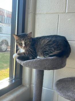 Janet Wood -  Domestic Short Hair Cat for Adoption in Chattanooga, Tennessee - Janet Wood | PetCurious