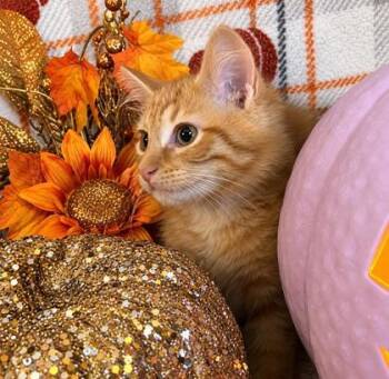 Pistachio -  Domestic Long Hair and Domestic Short Hair Cat for Adoption in Elk Grove Village, Illinois - Pistachio | PetCurious