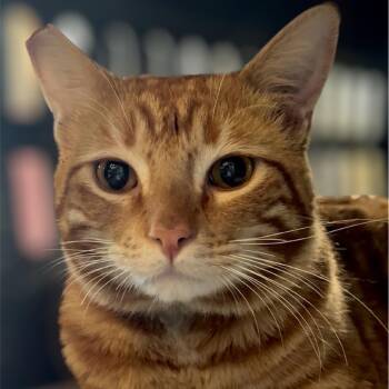 Rodney -  Domestic Short Hair Cat for Adoption in Los Angeles, California - Rodney | PetCurious