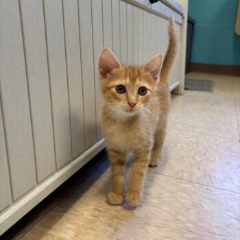 Domestic Short Hair Cats Available for Adoption in Roxboro, North Carolina - Fernand | PetCurious