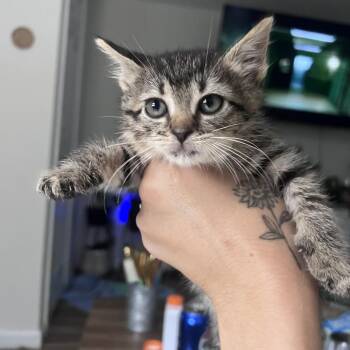 Tinkerbell -  Domestic Short Hair Cat for Adoption in Ridgely, Maryland - Tinkerbell | PetCurious
