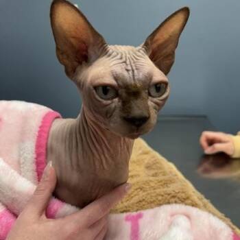 Elio -  Sphynx Hairless Cat and Munchkin Cat for Adoption in Orland Hills, Illinois - Elio | PetCurious