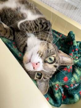 Domestic Short Hair Cats Available for Adoption - Camellia | PetCurious