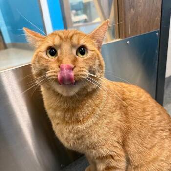 Sunkist -  Domestic Short Hair Cat for Adoption in Fort Collins, Colorado - Sunkist | PetCurious