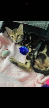 Lucia - OH  -  Bengal Cat Available for Adoption in Goose Creek, Kentucky - Lucia - OH  | PetCurious